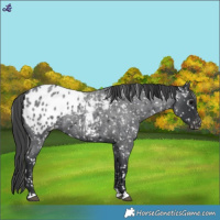 Horse Color:Blue Roan Appaloosa 