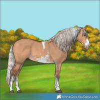 Horse Color:Silver Bay Dun Sabino Tobiano Frame Rabicano