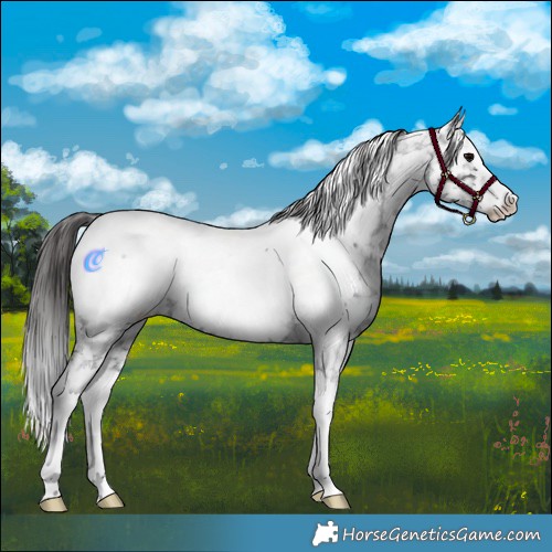 Horse Color:Blue Roan Splash Near Fewspot 