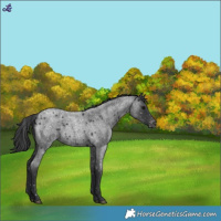 Horse Color:Blue Roan Snowflake Varnish 