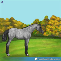 Horse Color:Blue Roan Snowflake Varnish 