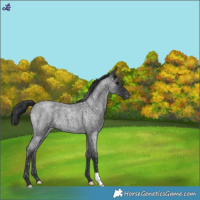 Horse Color:Blue Roan Snowflake Varnish