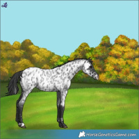 Horse Color:Blue Roan Appaloosa 