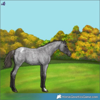 Horse Color:Smoky Blue Roan Appaloosa