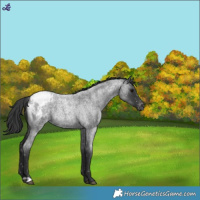 Horse Color:Blue Roan Snowcap 