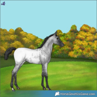 Horse Color:Blue Roan Snowcap 