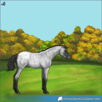 Horse Color:Blue Roan Snowcap 