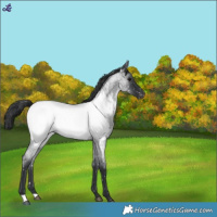 Horse Color:Blue Roan Near Fewspot 