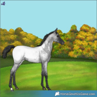 Horse Color:Blue Roan Snowcap 