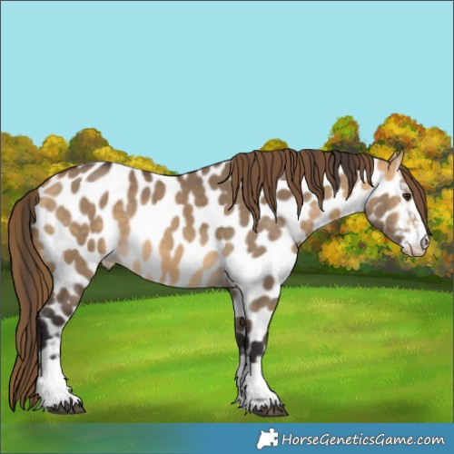 Horse Color:Buckskin Dun Near Leopard 