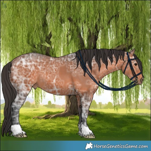 Horse Color:Bay Ice 
