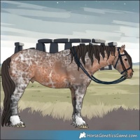 Horse Color:Bay Ice 