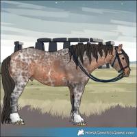 Horse Color:Bay Ice 