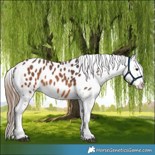 Horse Color:Bay Near Leopard
