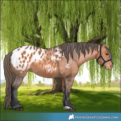 Horse Color:Bay Appaloosa 