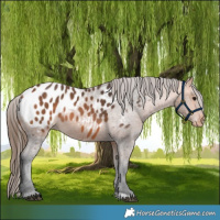 Horse Color:Bay Appaloosa 
