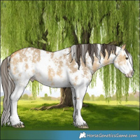 Horse Color:Buckskin Dun Sabino Splash 