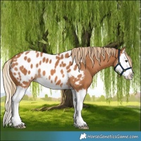 Horse Color:Chestnut Splash Appaloosa 