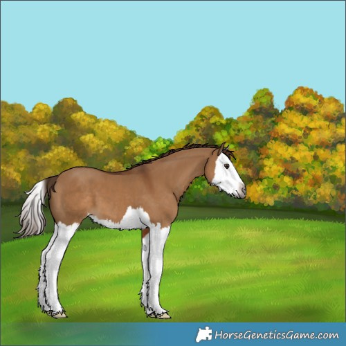 Horse Color:Gray Red Dun Splash 