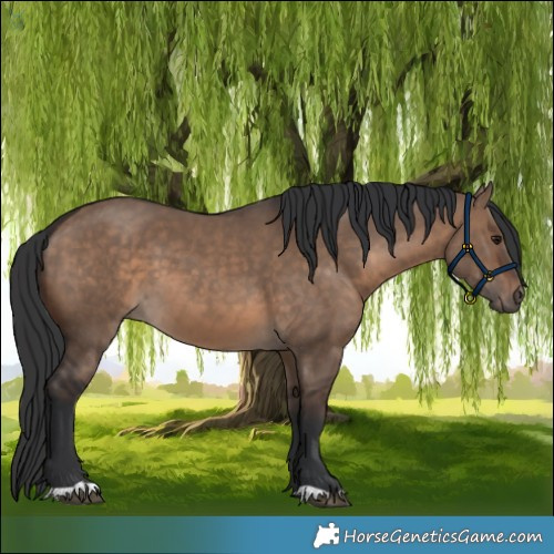 Horse Color:Brown Dun