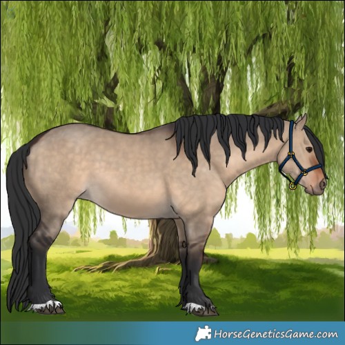 Horse Color:Brown Dun