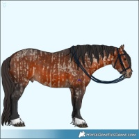 Horse Color:Brown Dun and Bay