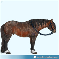 Horse Color:Brown Dun  and Bay 