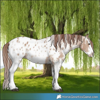 Horse Color:Red Dun Sabino Splash Appaloosa 
