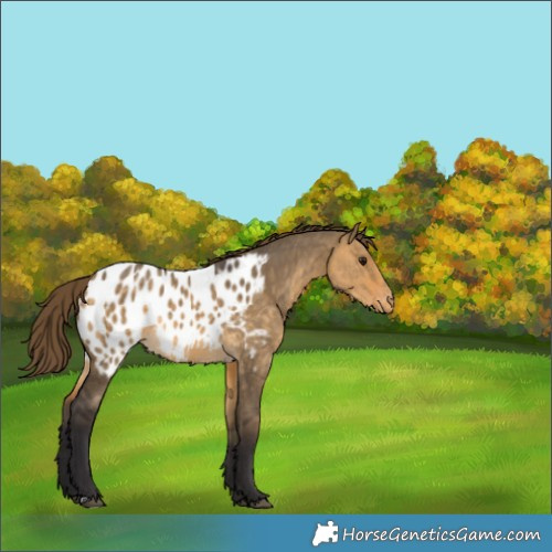 Horse Color:Buckskin Dun Blanket 