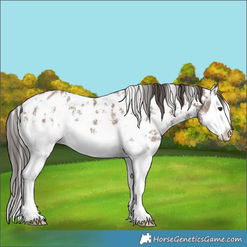 Horse Color:Liver Red Dun Sabino Splash Near Leopard 