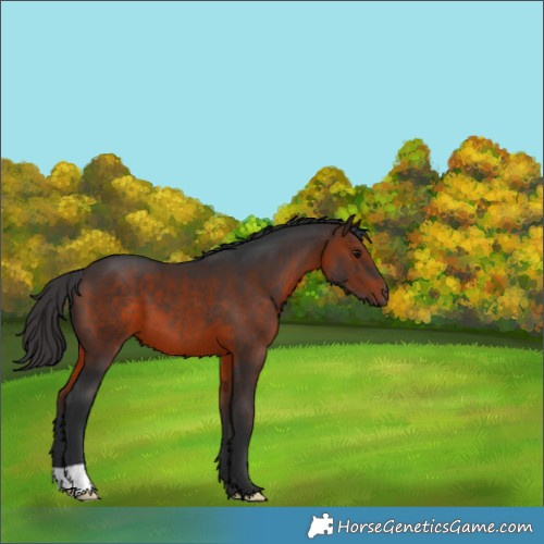 Horse Color:Brown 
