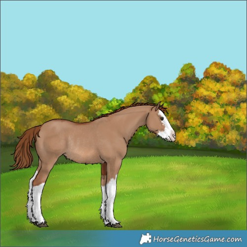 Horse Color:Red Dun Splash Rabicano 