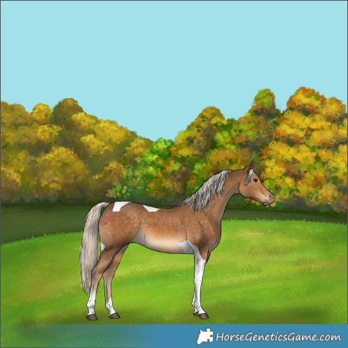 Horse Color:Chocolate Palomino Tobiano 