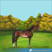 Horse Color:Bay Tobiano 