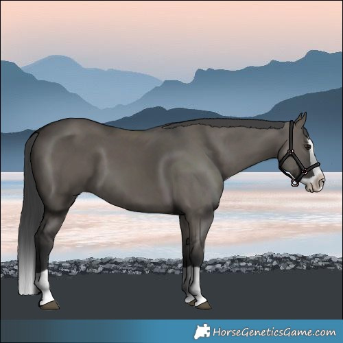 Horse Color:Grullo Splash 