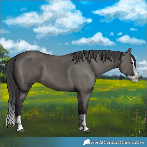 Horse Color:Grullo Splash 