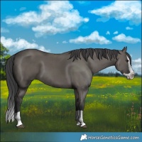 Horse Color:Grullo Splash 