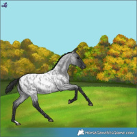 Horse Color:Blue Roan Near Leopard