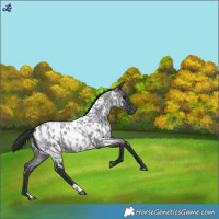 Horse Color:Blue Roan Near Leopard 