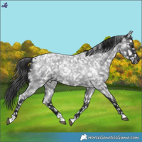 Horse Color:Blue Roan Snowflake Varnish