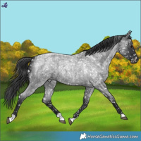 Horse Color:Blue Roan Snowflake Varnish