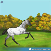 Horse Color:Smoky Blue Roan Appaloosa 