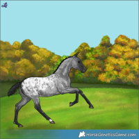 Horse Color:Blue Roan Appaloosa 