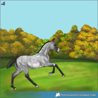 Horse Color:White Spotted Smoky Blue Roan Frame Appaloosa 