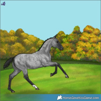 Horse Color:Blue Roan Snowflake Varnish 