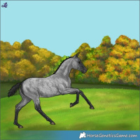 Horse Color:Blue Roan Appaloosa 