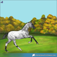 Horse Color:White Spotted Blue Roan Snowcap Rabicano 