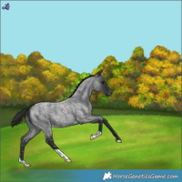 Horse Color:Blue Roan Snowflake Varnish