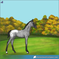 Horse Color:Blue Roan Snowcap 