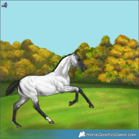 Horse Color:Blue Roan Near Fewspot 